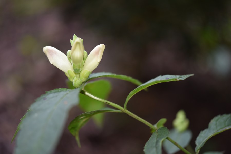 Ahimsa Do No Harm Ahimsa Native Plants Design Llc